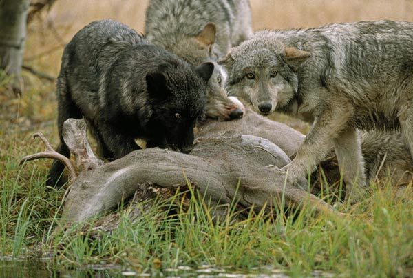 delist wolves