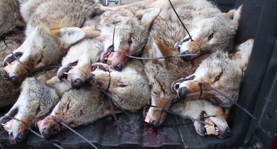 coyote hunters score $9240