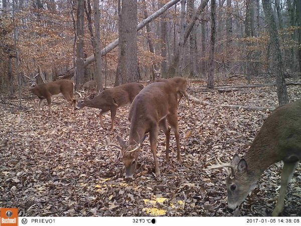 trail camera matt dye deer ratio bucks