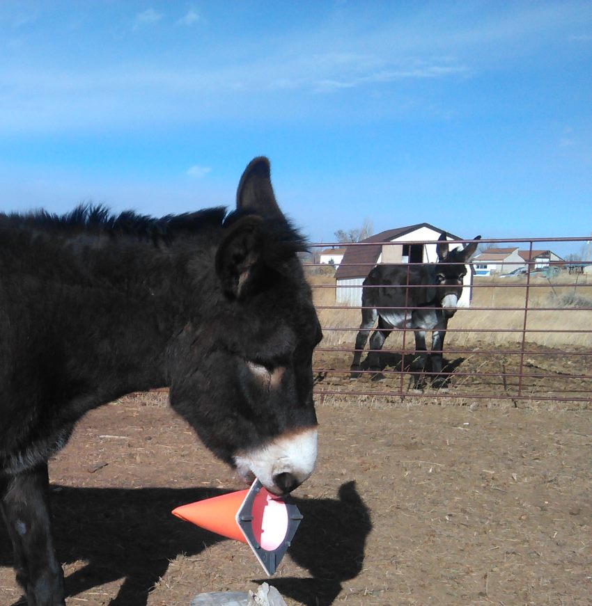 Donkey playing with traffic cone