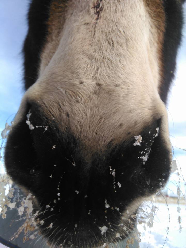 donkey muzzle