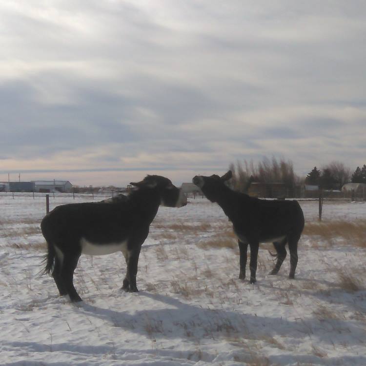two donkeys playing in snowy pasture