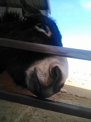 donkey muzzle between gate bars