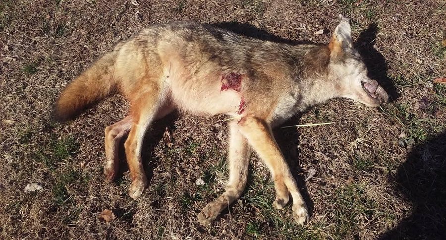 coyote with 5 feet