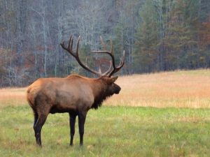 North Carolina Elk