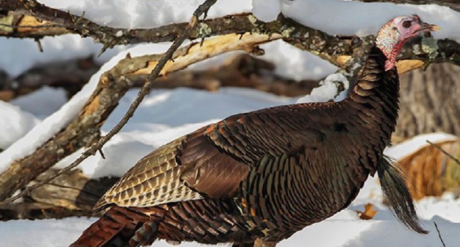 early turkey scouting