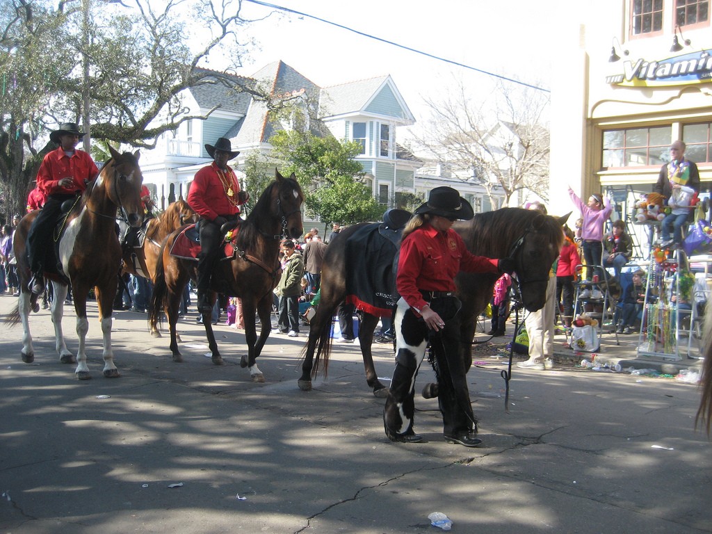 horses in mardi gras parads