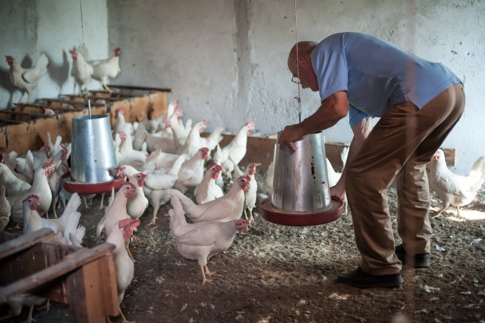 Farmer brings feed into a chicken house on a farm in Montenegro