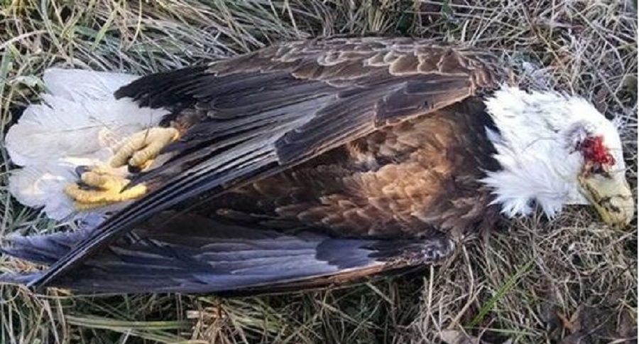 bald eagle shot