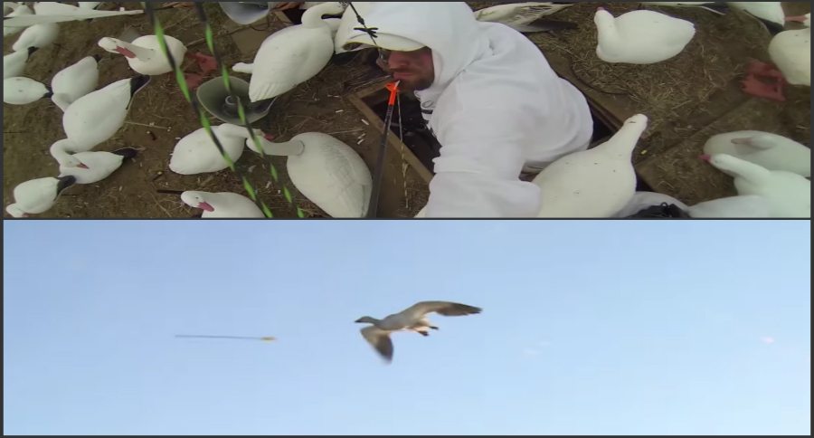 snow goose