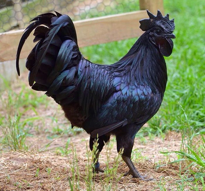 Black Chicken 