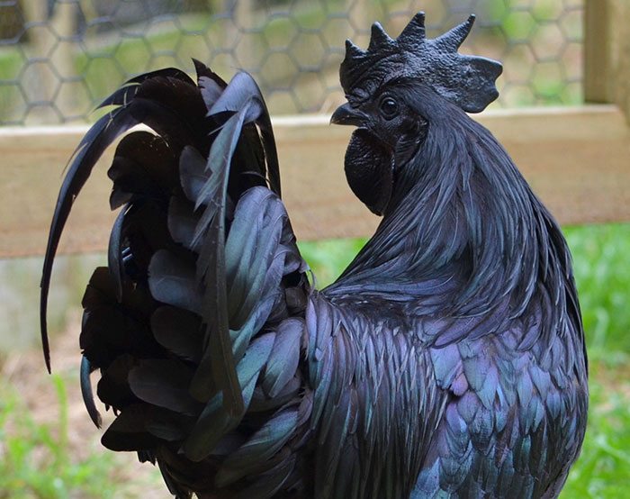 Black Chicken 