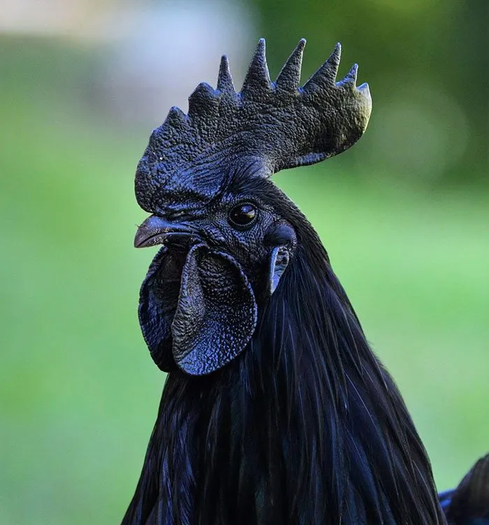 Black Chicken 