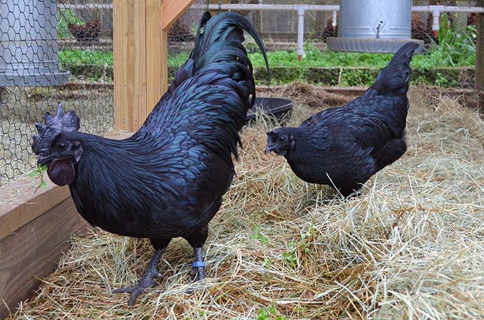 Black Chicken 