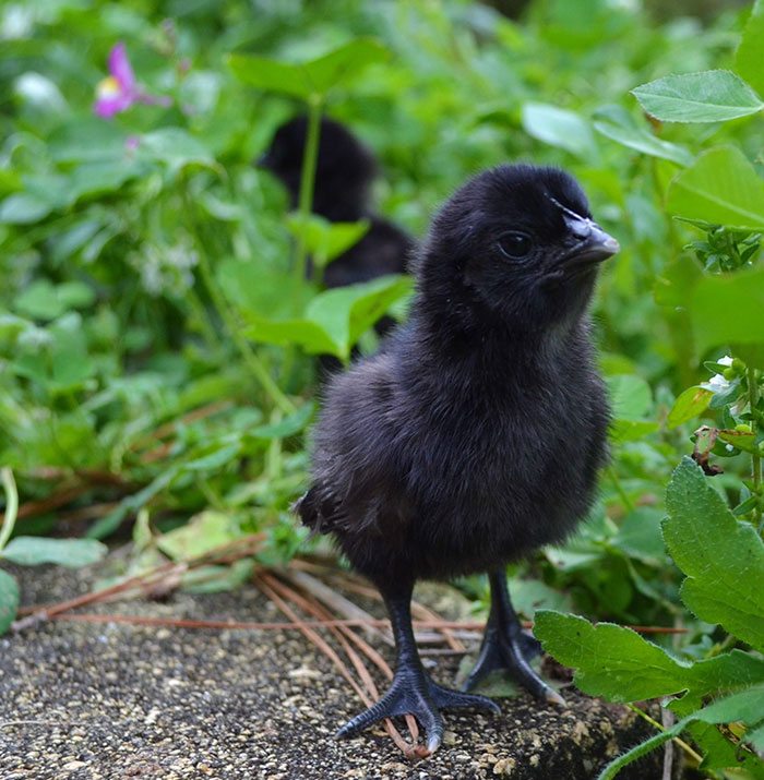 Black Chicken 