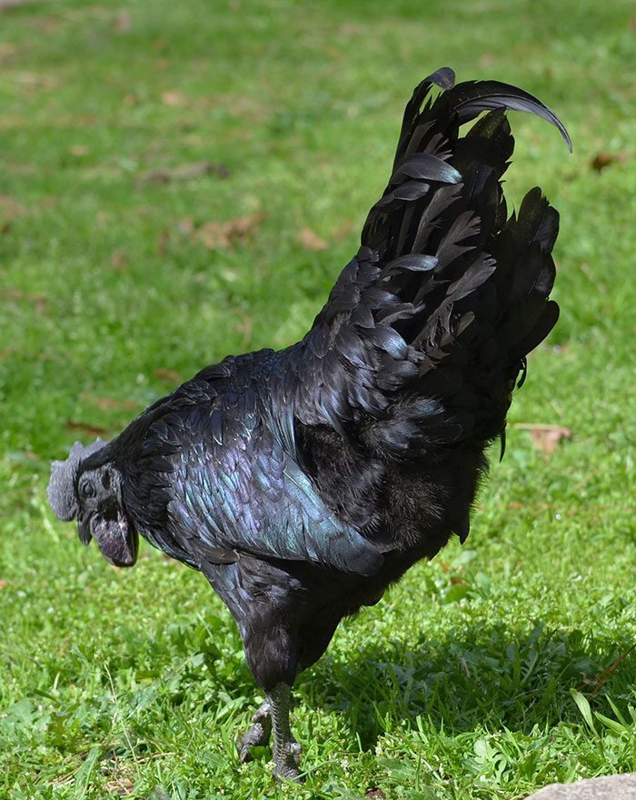 Black Chicken 