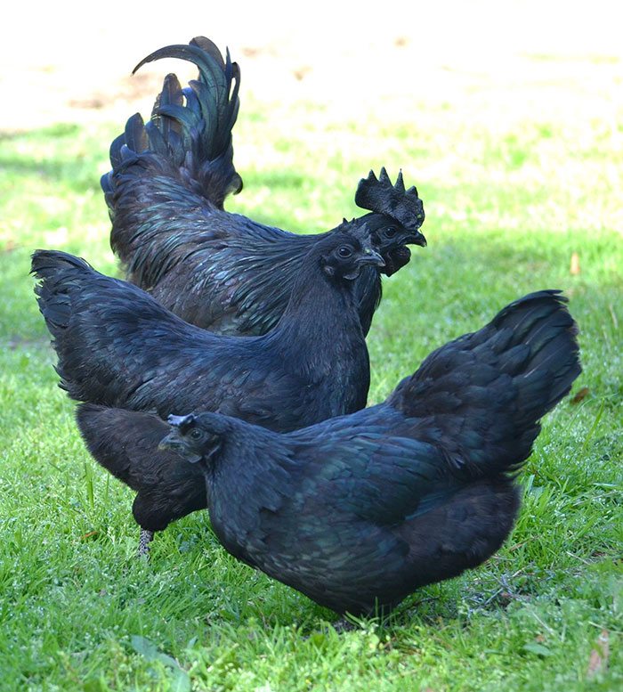 Black Chicken 