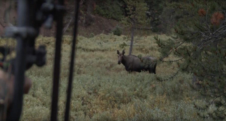 Down In 20 Seconds: Watch How Fast This Moose Goes Down From Fred Eichler's Arrow