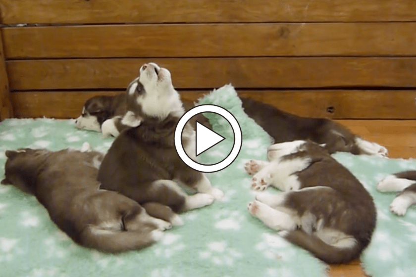 Husky Puppy Sounds Like a Little Chewbacca, And We Can't Get Enough