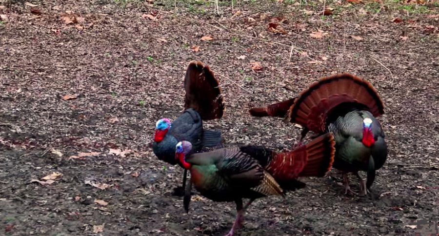 turkey record