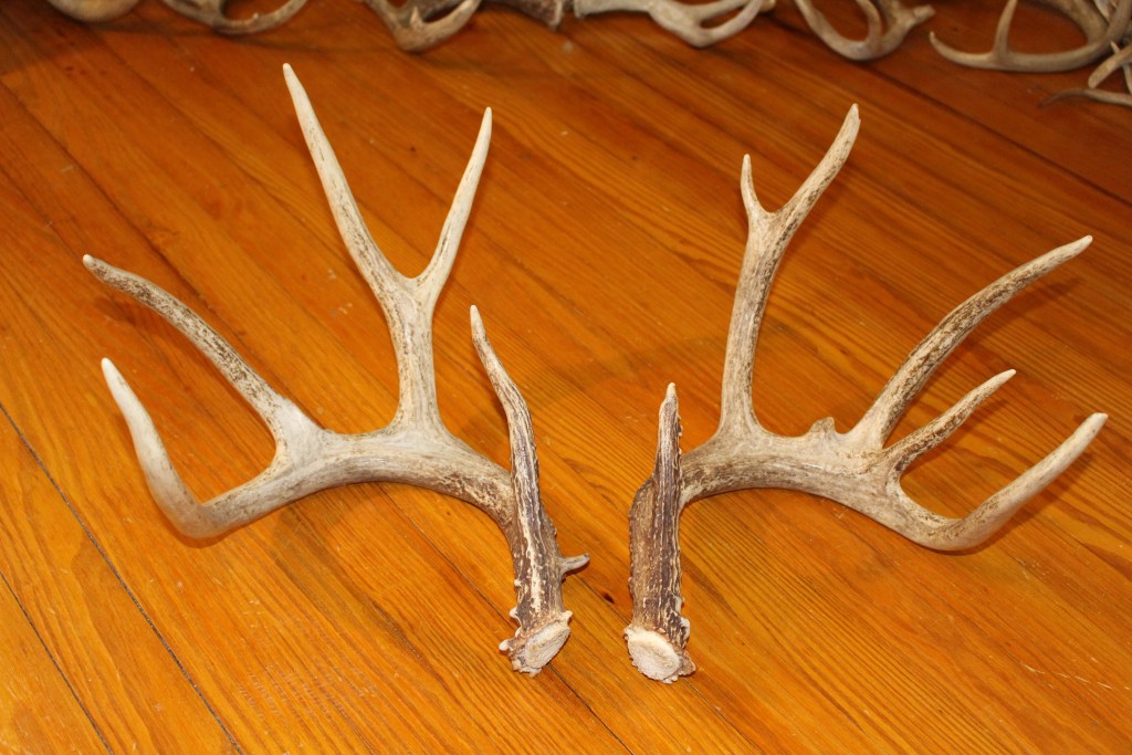 The match set of a buck we hunted hard and named Y Boy. Many trail camera pictures but he is still alive till this day.