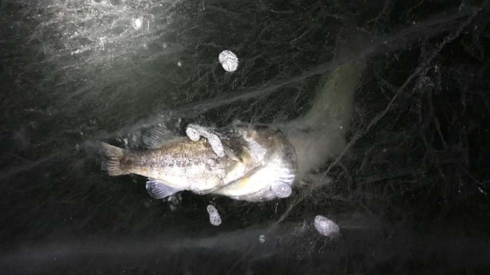 pike eating bass