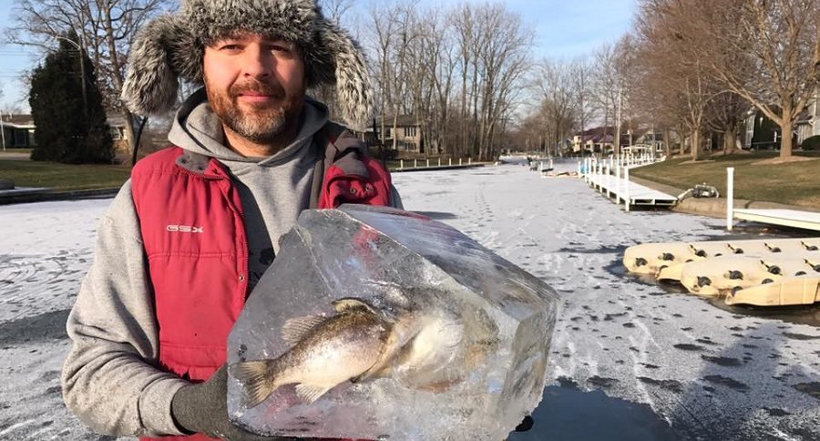 pike eating bass