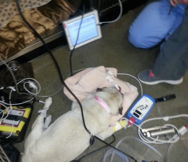 pug hooked up to medical devices