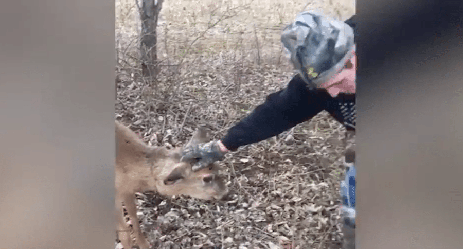 deer attacks