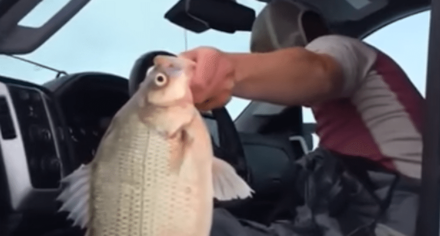 record white bass