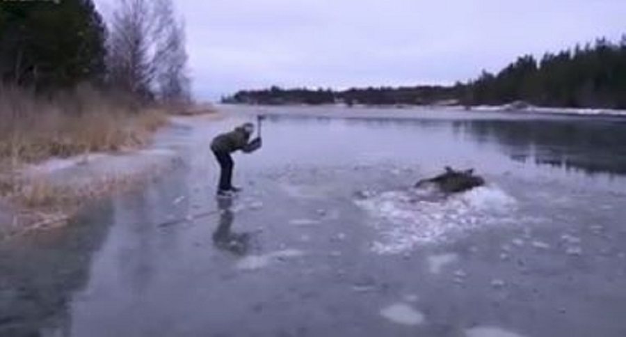 moose rescue