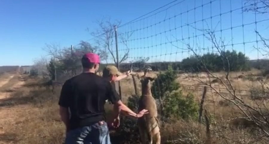 buck deer rescue
