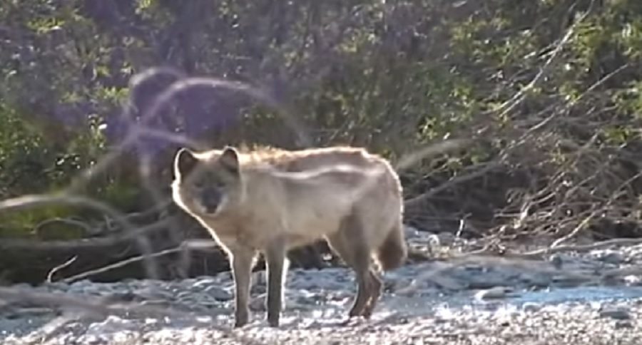 wild wolves of Alaska