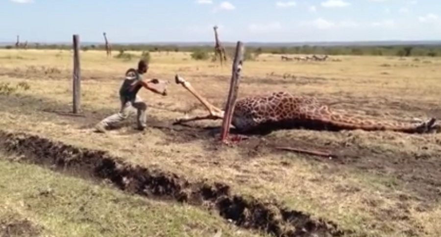 giraffe save