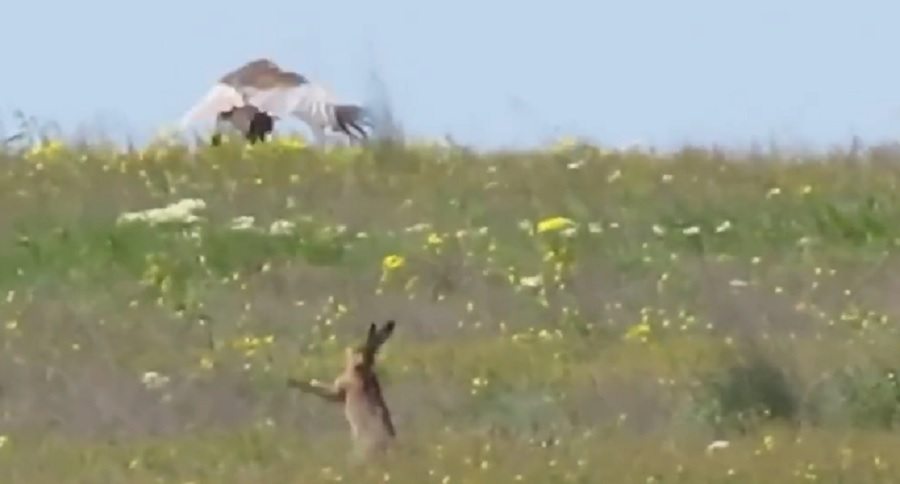 hare that boxes an attacking bird of prey