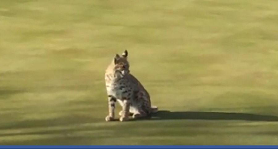 Brazen Bobcat Catches Rabbit on Golf Course, all Caught on Video - Wide ...