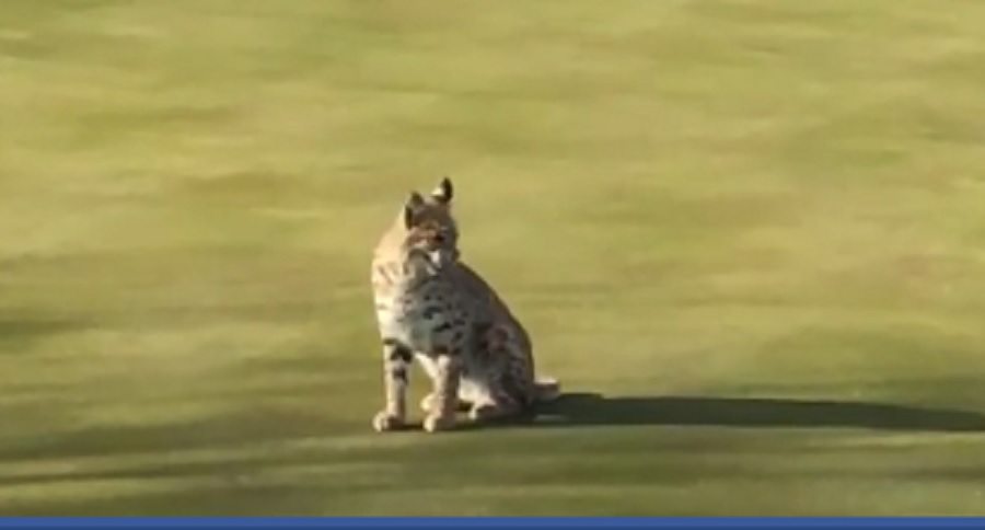 bobcat catches a rabbit on a golf course