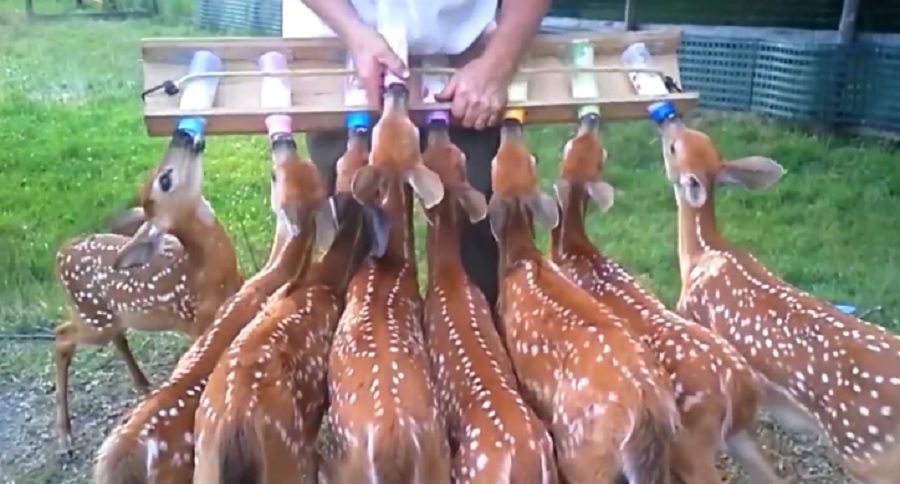 hungry mouths to feed