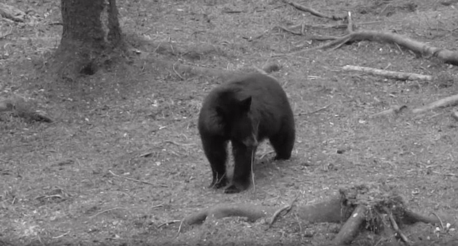 Watch Keith Warren Flatten An Alberta Black Bear With A Boar Buster Bullet
