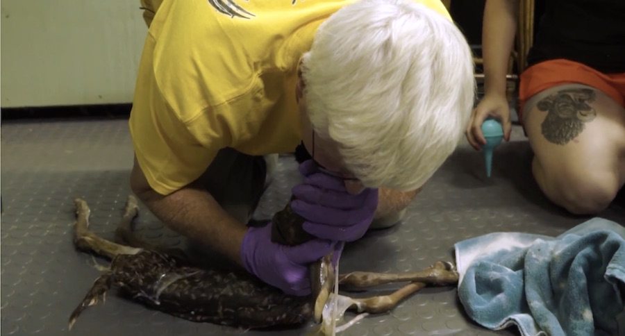 You Need To See This Man Give A Fawn Mouth to Mouth Resuscitation And Save Its Life