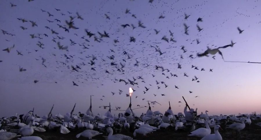 You've Got To See This Snow Goose Conservation Hunt: It's Literally Snowing Geese!