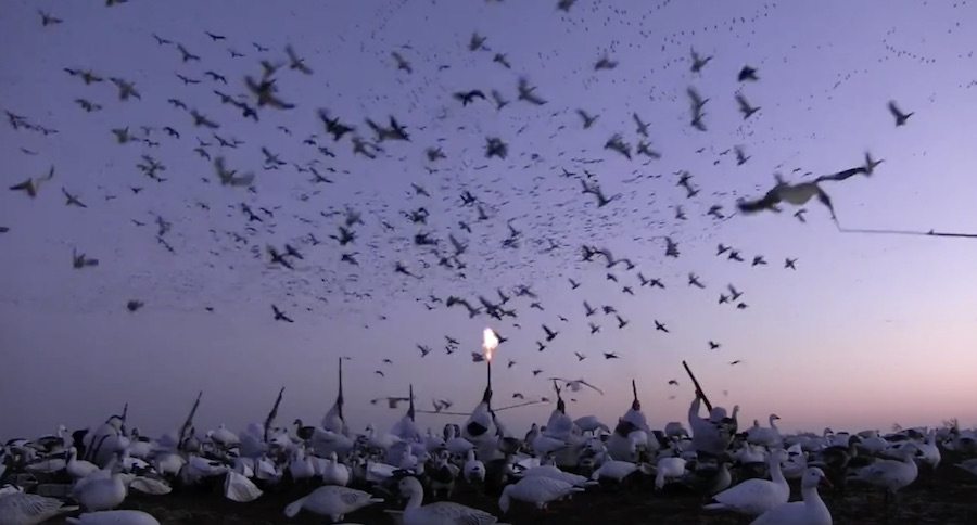 You've Got To See This Snow Goose Conservation Hunt: It's Literally Snowing Geese!