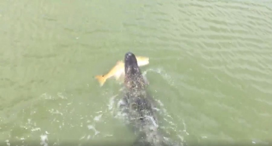 thieving gator