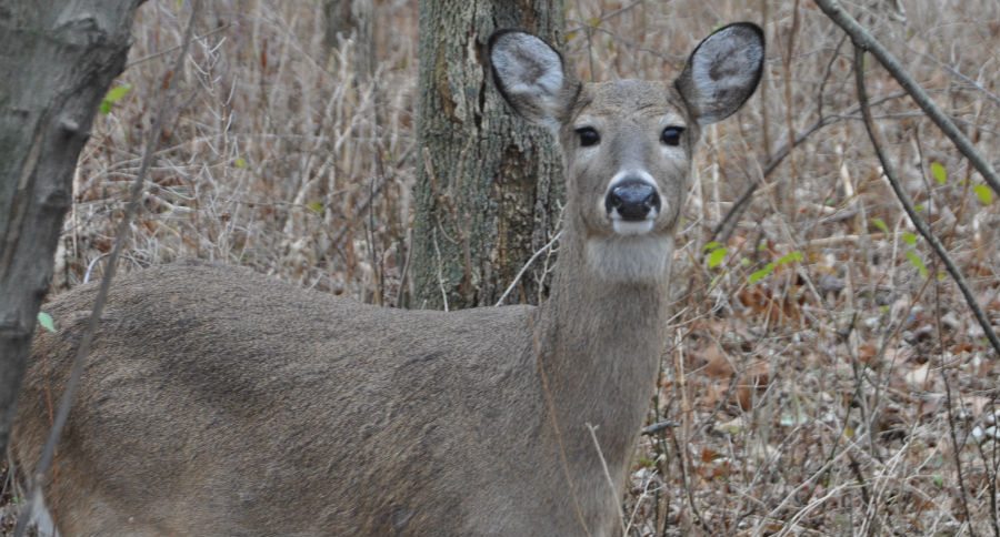 deer