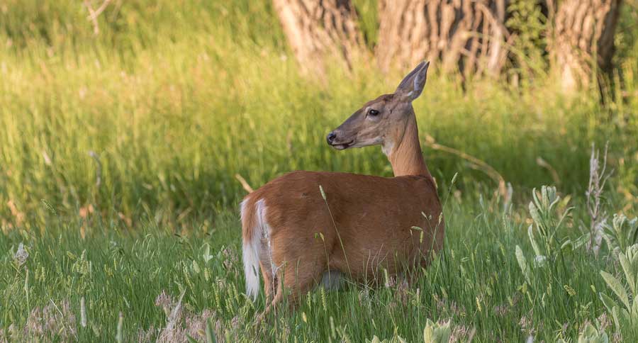 antlerless deer