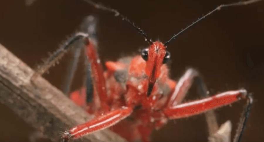 Assassin Bug