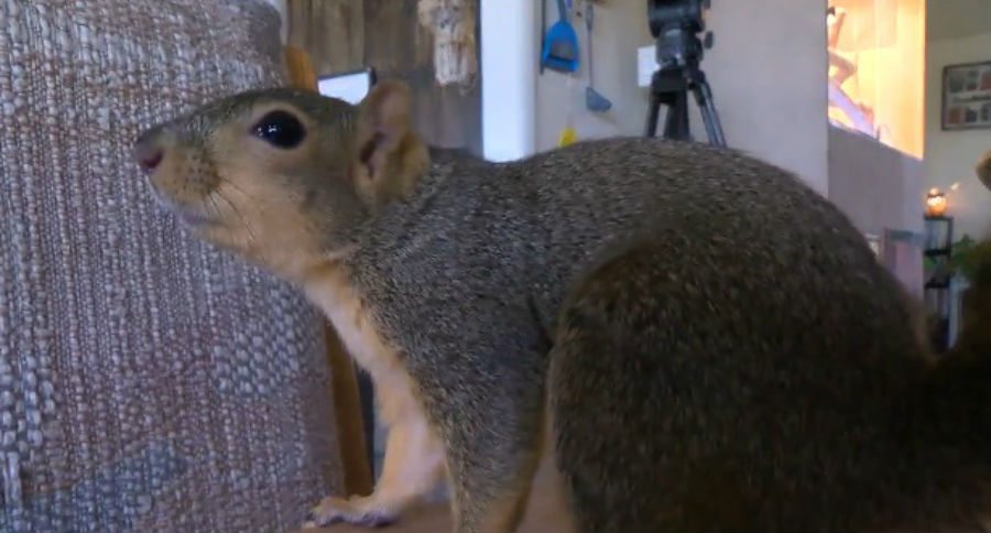 pet squirrel