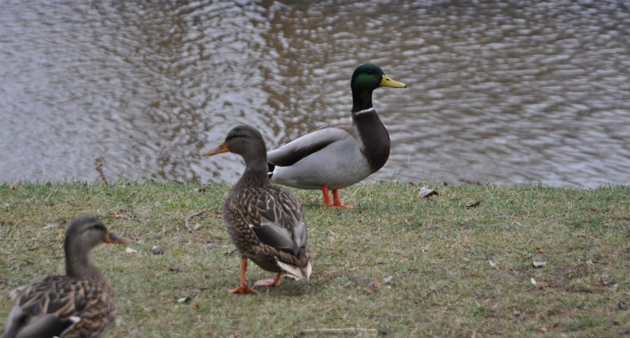 avian cholera