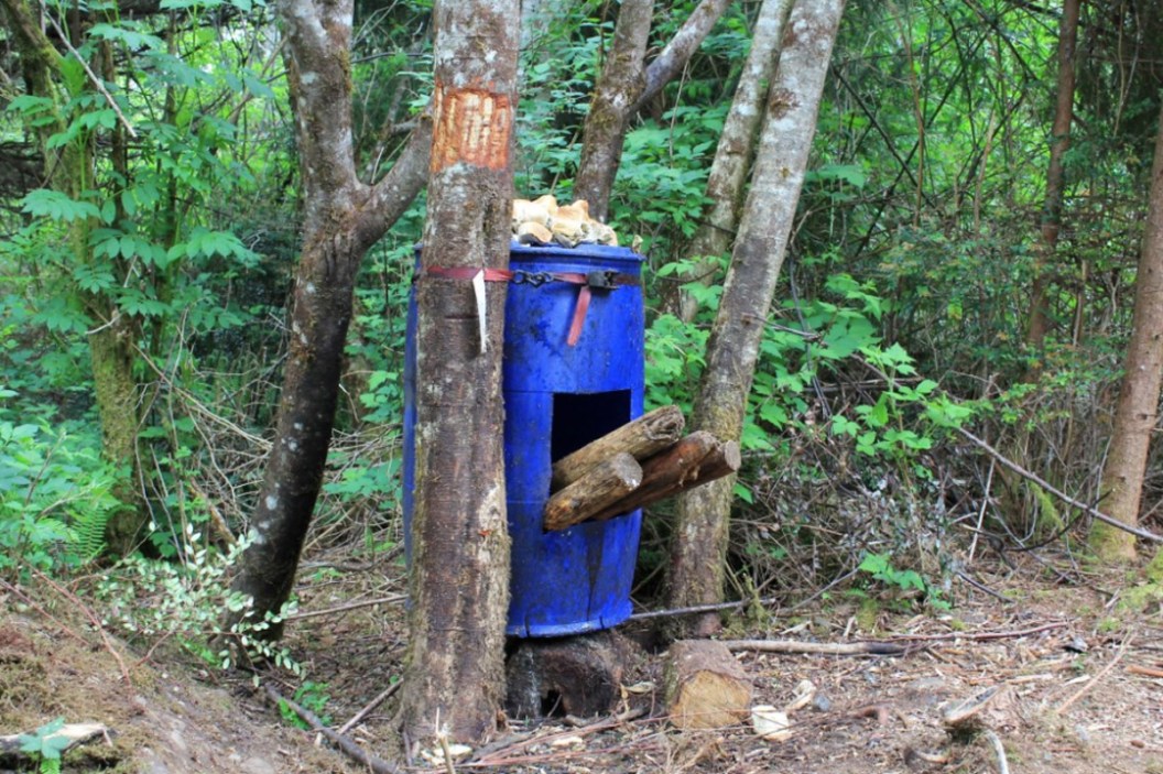 Baiting Bears How to Do it Safely and Effectively