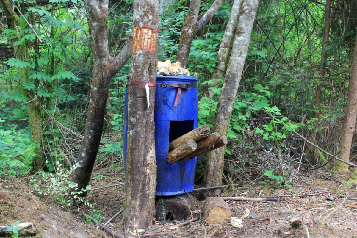 Baiting Bears How to Do it Safely and Effectively